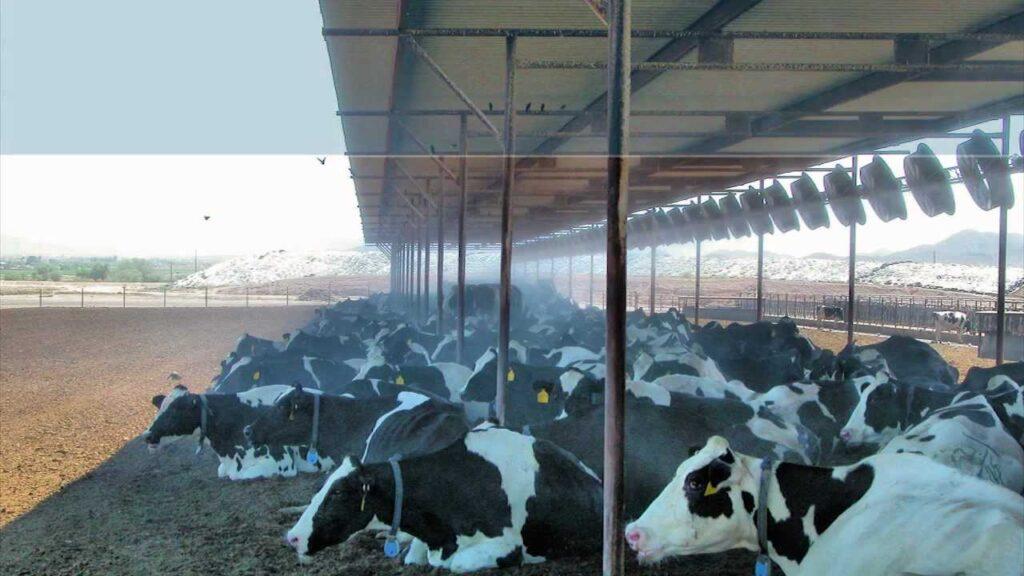 Milking Machine For Buffalo Price In Pakistan