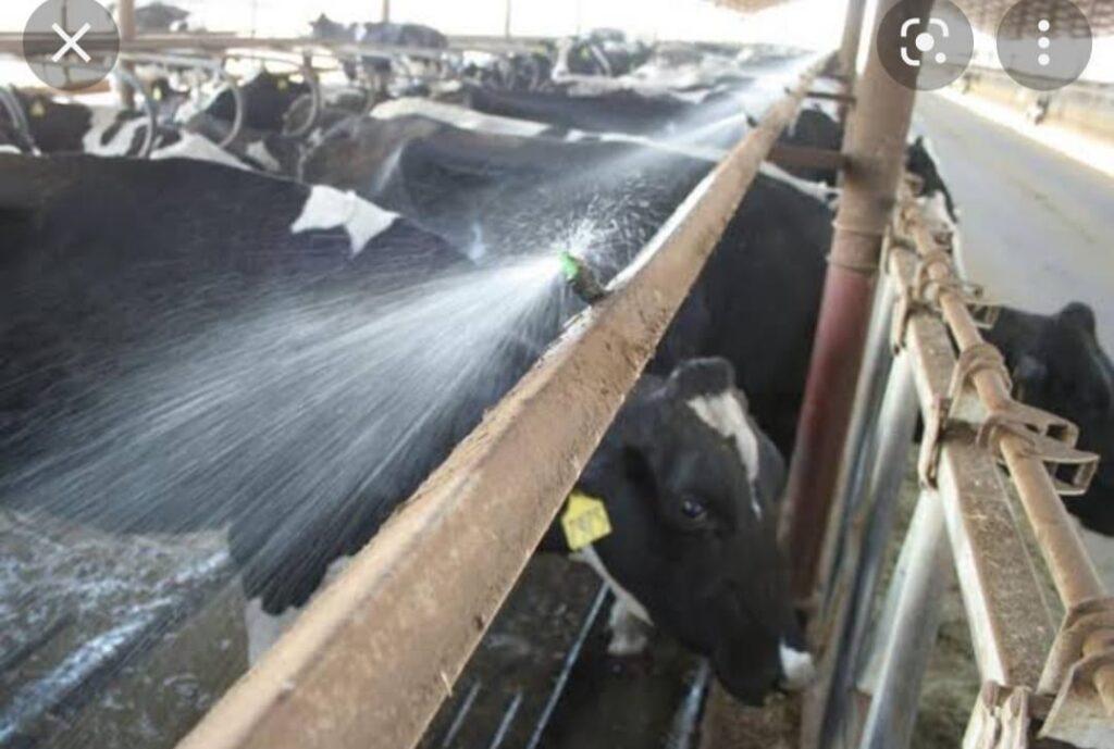 Cow Milking Machine Price In Pakistan