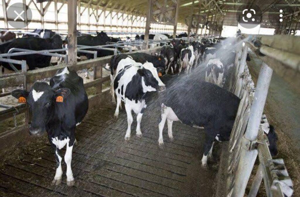 Portable Milking Machine In Pakistan