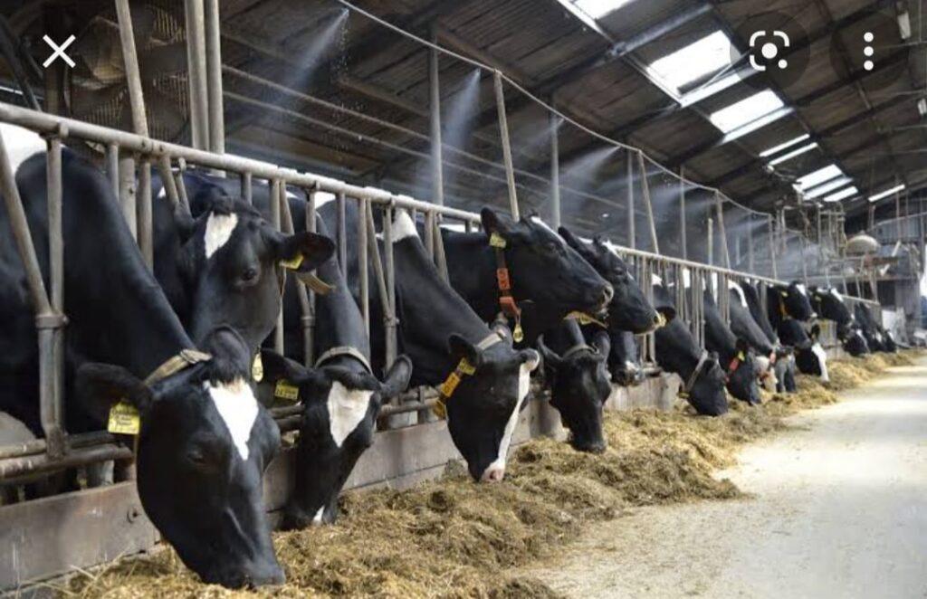 Dairy Farm Machinery In Pakistan
