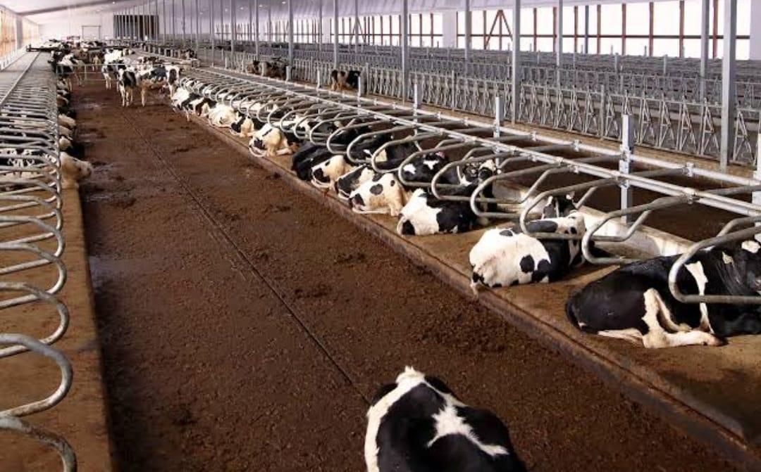 dairy farm equipment for sale in Pakistan