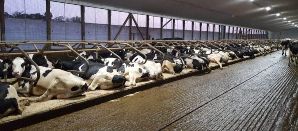 Dairy Farm Machinery In Pakistan