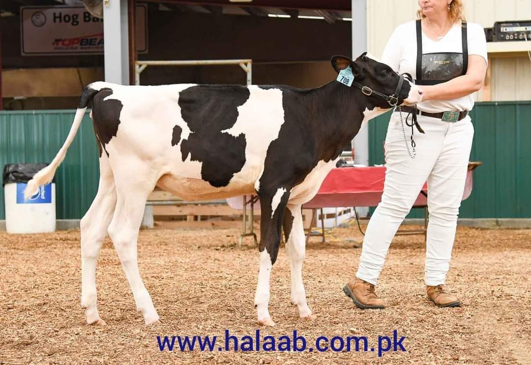 Halibna Cow Gallery | Halaab